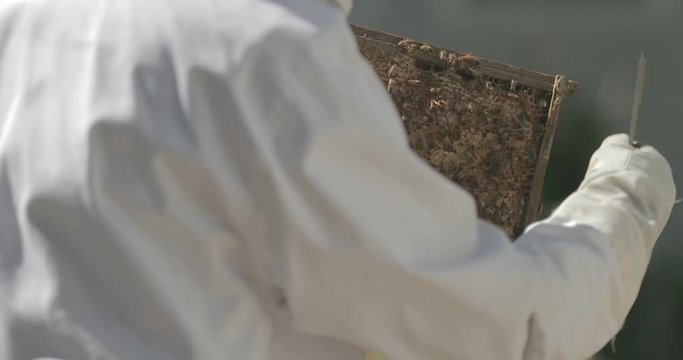 Beekeeper checks a frame of honeycomb from a beehive while working with honeybees.