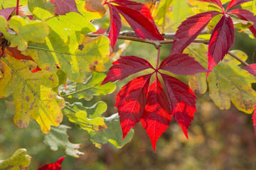 Dog in a red wine color.