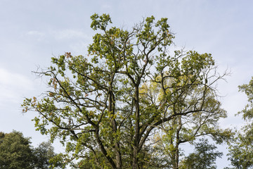Treetop oak leaves.