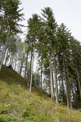 Herbstlicher Wald
