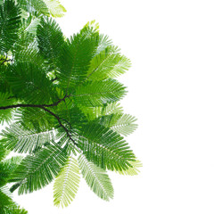 Green leafs isolated on white background