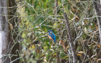 eisvogel