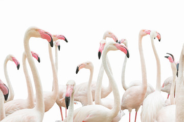 The flamingos on white.