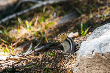 Naklejka na ściany i meble golden mantled squirrel on the ground