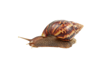 one tropical snail isolated on white