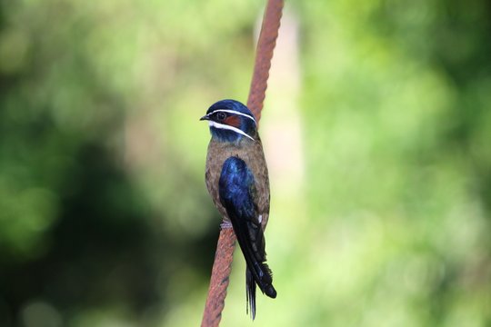 Male Whiskered Treeswift (Hemiprocne comata) in Borneo, Malaysia