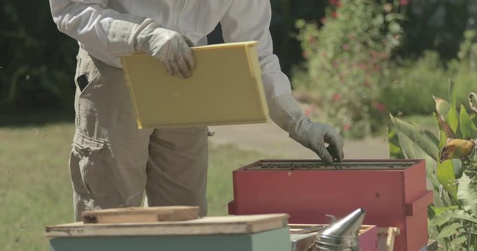 Beekeeper places empty frames into a beehive while checking honeybees.