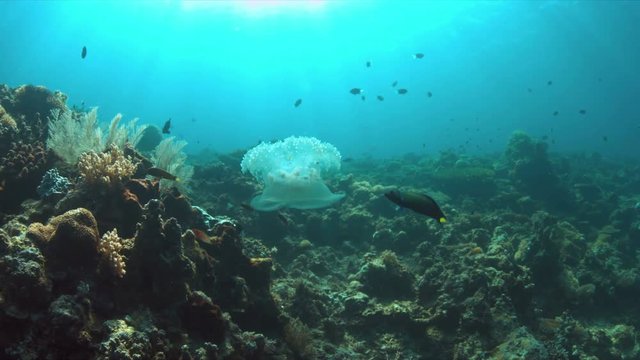 Jellyfish swims in open water near a coral reef. 4k footage