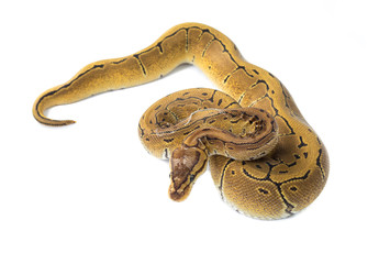 ball python on white background