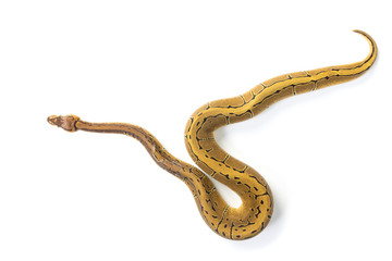ball python on white background