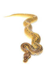 ball python on white background