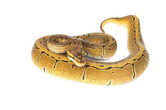 ball python on white background