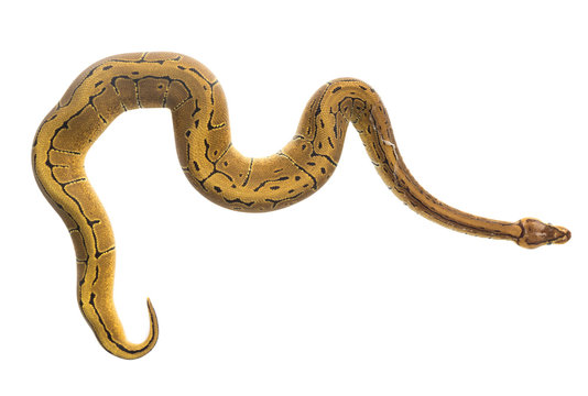 ball python on white background