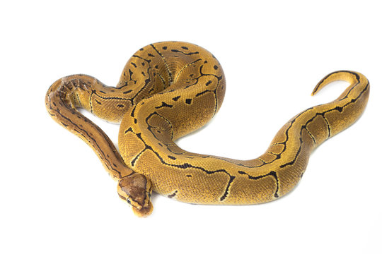 ball python on white background