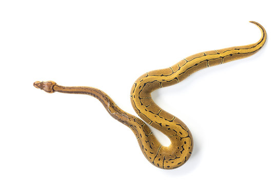 ball python on white background