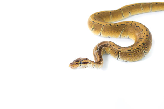 ball python on white background