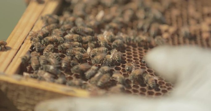 Honeybees on a honeycomb frame from a beehive.