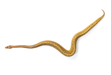 ball python on white background