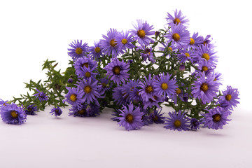 blue flowers asters Belgian on white background