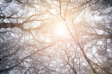 tree sky branch in the forest winter