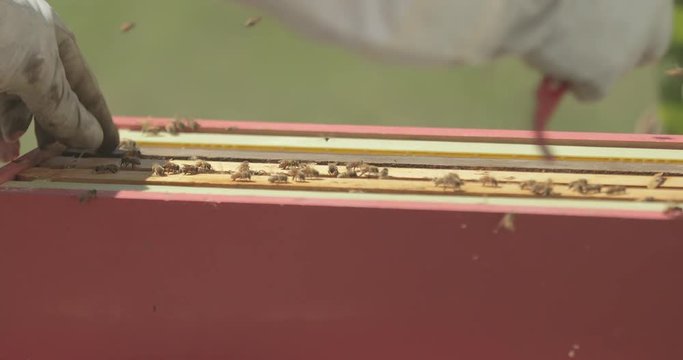 Beekeeper checks the frames inside a beehive while working with honeybees.