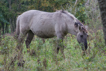 Naklejka na ściany i meble Koniks in der Geltinger Birk, Wildpferde im Naturschutzgebiet