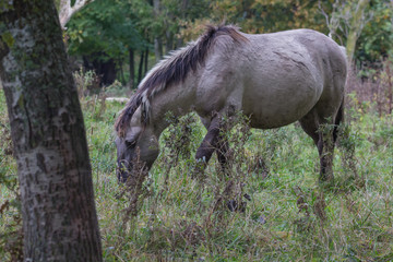 Obraz na płótnie Canvas Koniks in der Geltinger Birk, Wildpferde im Naturschutzgebiet