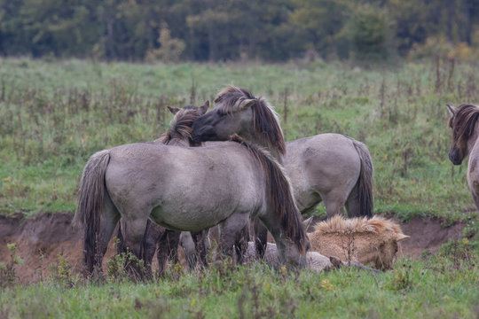 Wildpferde in der Geltinger Birk, Koniks