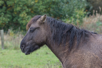 Wildpferde in der Geltinger Birk, Koniks