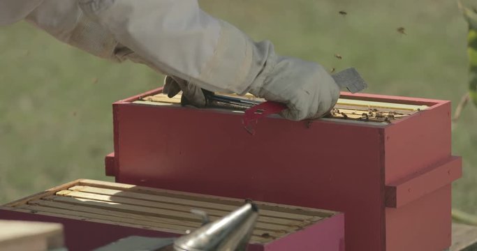 Beekeeper checks the frames inside a beehive while working with honeybees.