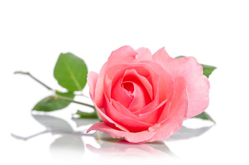 beautiful single pink rose lying down on a white background