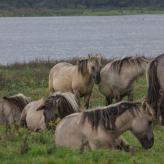 Wildpferde in der Geltinger Birk, Koniks