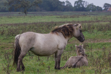 Fototapeta premium Wildpferde in der Geltinger Birk, Koniks