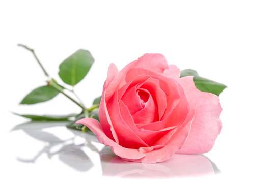 beautiful single pink rose lying down on a white background