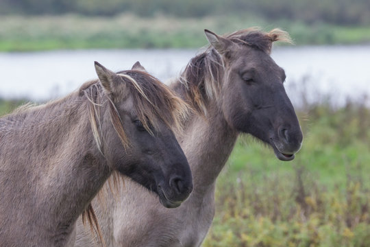 Wildpferde in der Geltinger Birk, Koniks