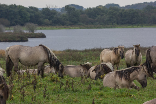 Wildpferde in der Geltinger Birk, Koniks