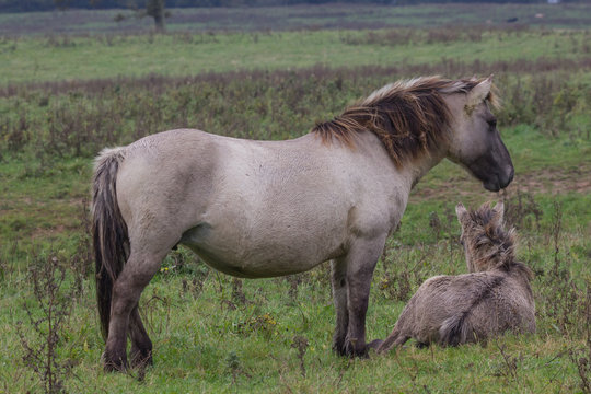 Wildpferde in der Geltinger Birk, Koniks