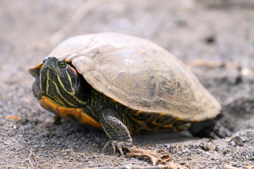 ミシシッピアカミミガメ