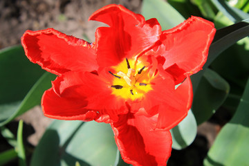 Red tulip