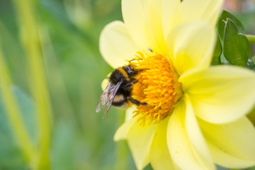 Bumblebee pollinates a yellow flower dahlia garden in summer