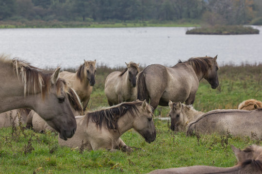 Wildpferde in der Geltinger Birk, Koniks
