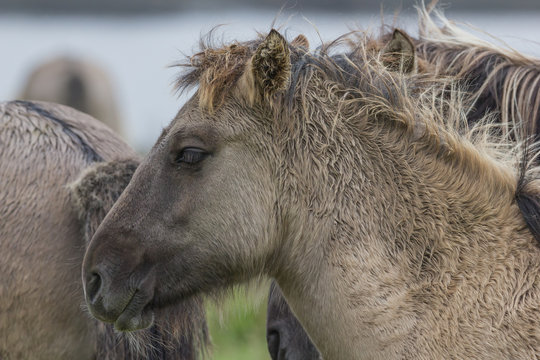 Wildpferde in der Geltinger Birk, Koniks