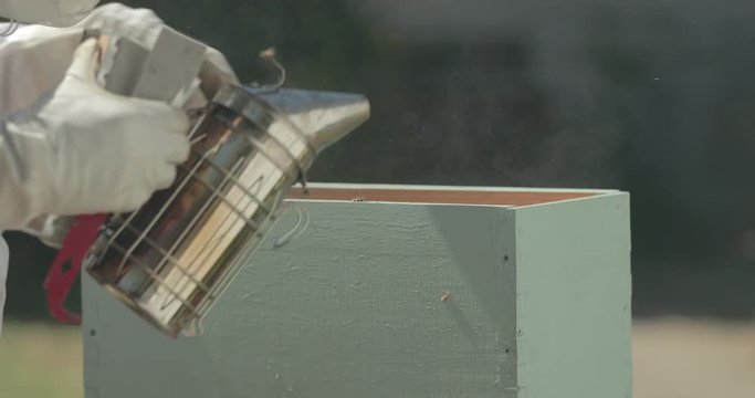A beekeeper smokes bees inside a beehive.