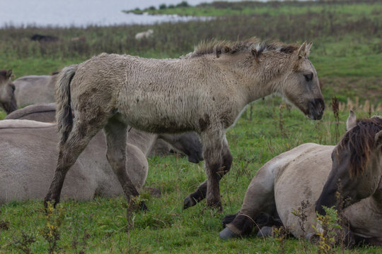 Wildpferde in der Geltinger Birk, Koniks
