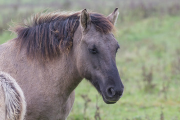 Koniks im Naturschutzgebiet Geltinger Birk, Wildpferde