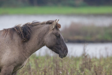 Obraz premium Koniks im Naturschutzgebiet Geltinger Birk, Wildpferde