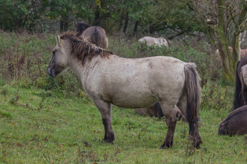 Fototapeta premium Koniks im Naturschutzgebiet Geltinger Birk, Wildpferde