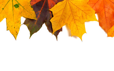 Naklejka na ściany i meble Autumn multi colored maple-leafs