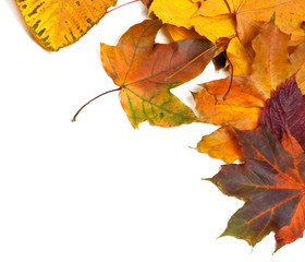 Autumn multicolor maple leaves