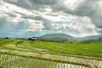 Fototapeta premium Rice Field in the Morning - Vibrant color effect